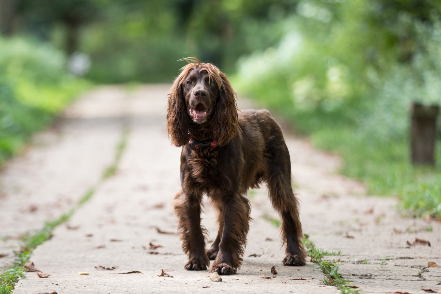 How to groom a Spaniel – The Cotswold Spaniels