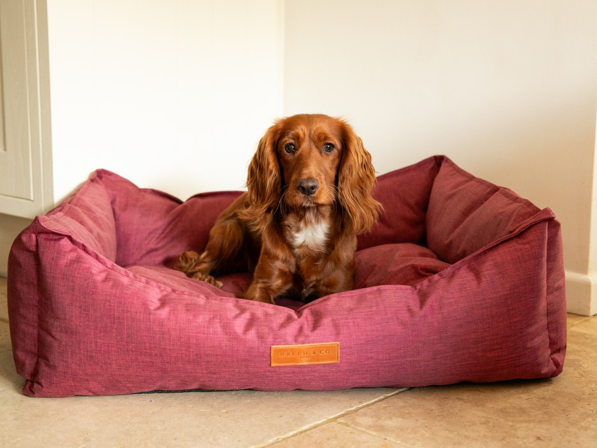Do I need a waterproof dog&nbsp;bed?