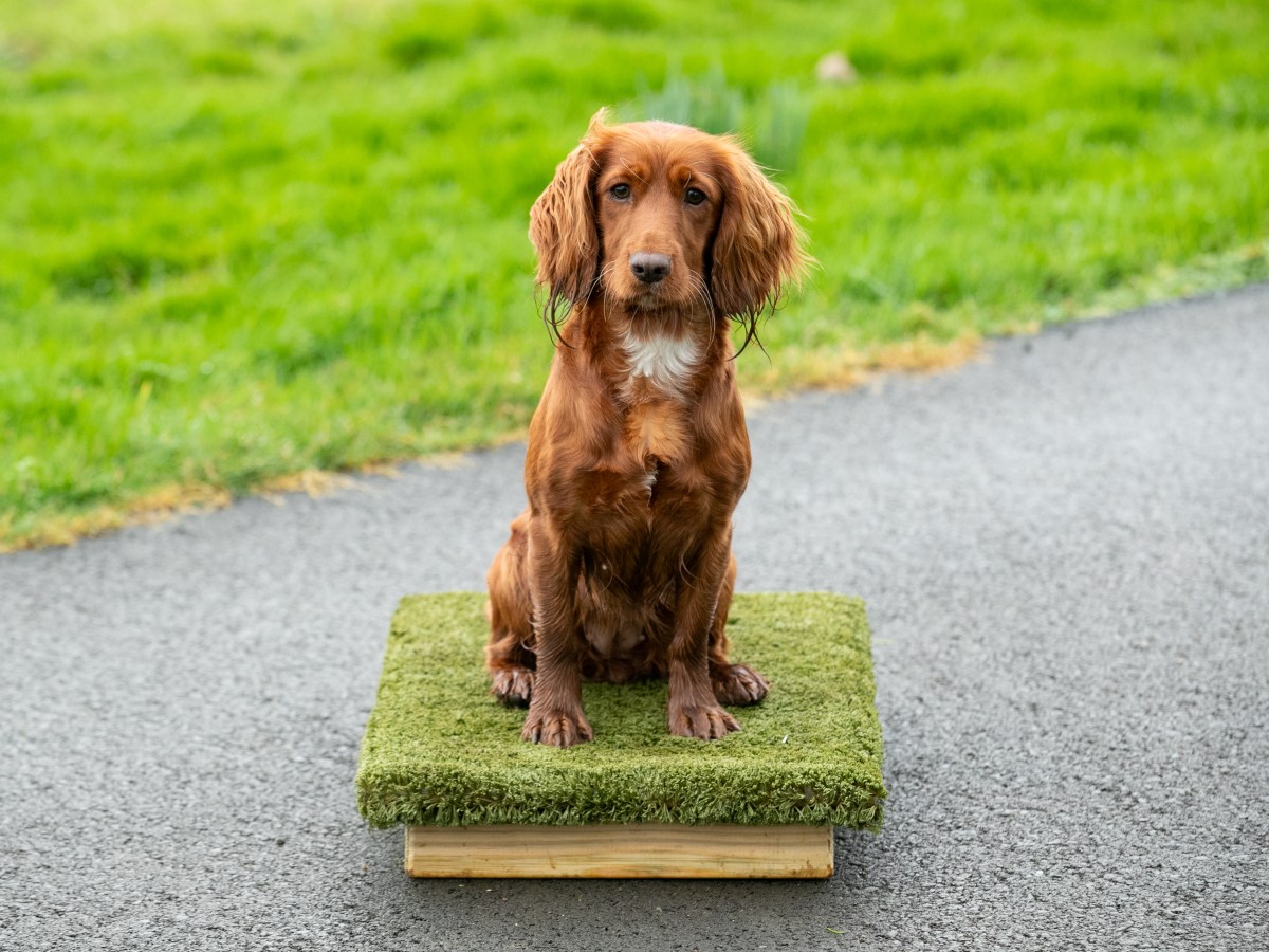 How to begin Place Board training with a&nbsp;Gundog