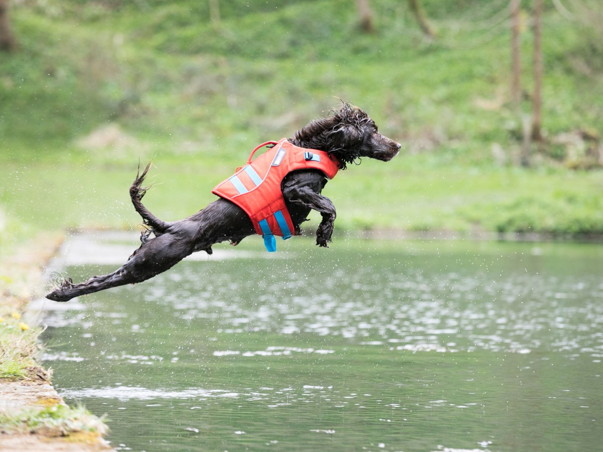 Dog Swimming spots in&nbsp;Gloucestershire