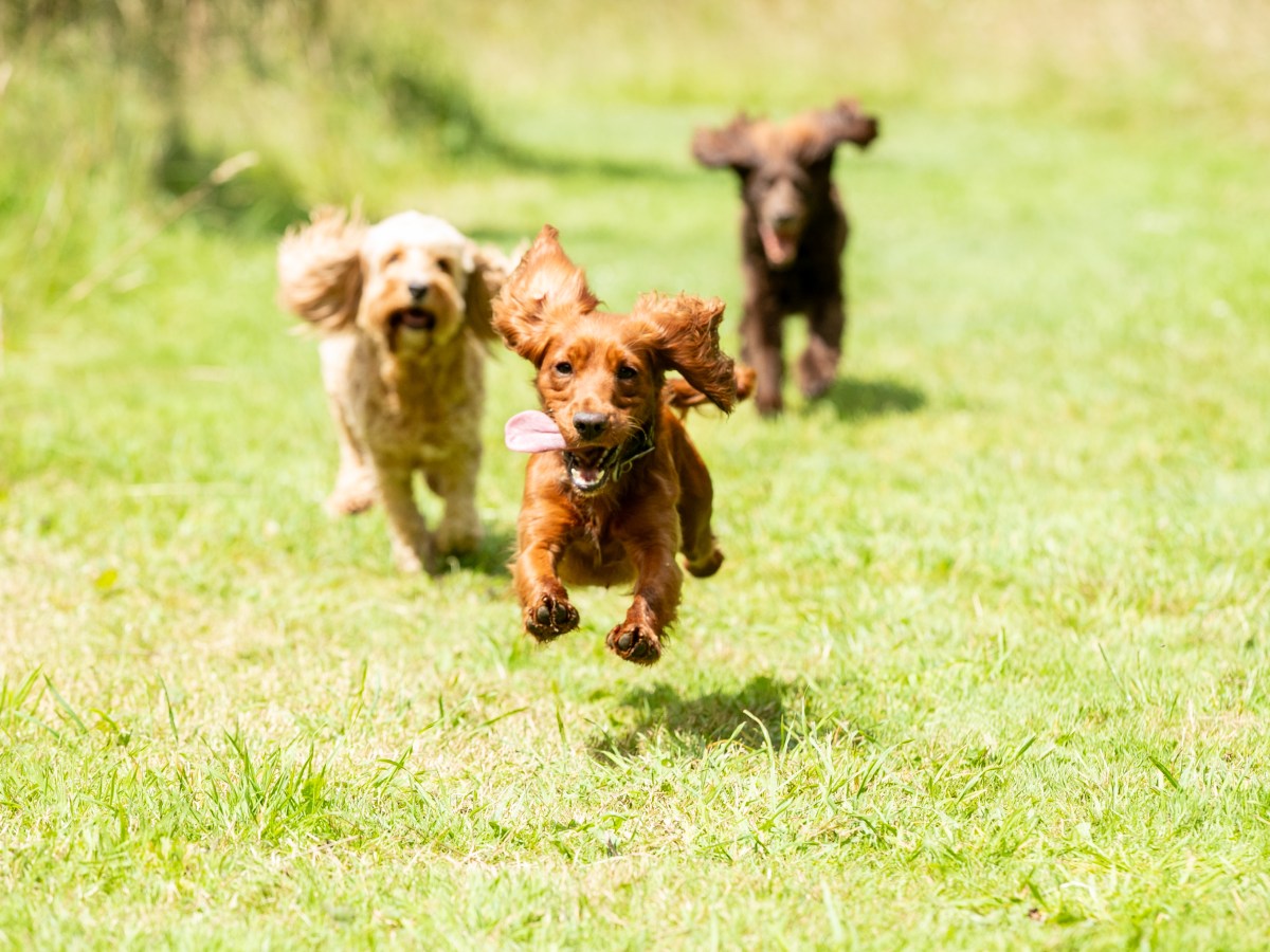 Dog walks at Westonbirt&nbsp;Arboretum