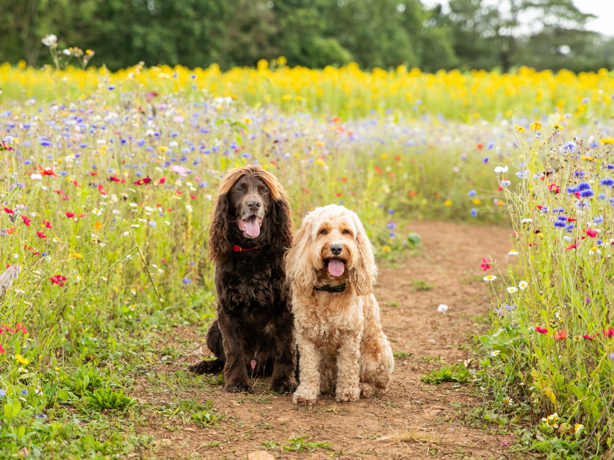 Dog Friendly Flower&nbsp;Field
