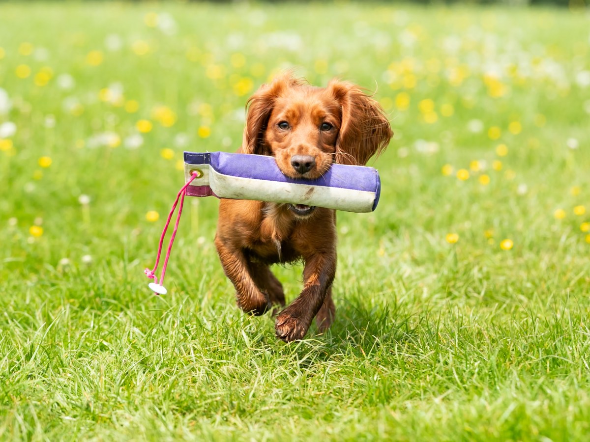 How to start Gundog&nbsp;training